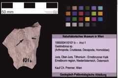 Foto (Objekt + Etiketten) von Gastrodorus sp. (NHMW-GEO-1990-0041-0101b)